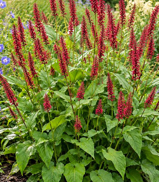 Persicaria amplexicaulis ‘Dark Red’